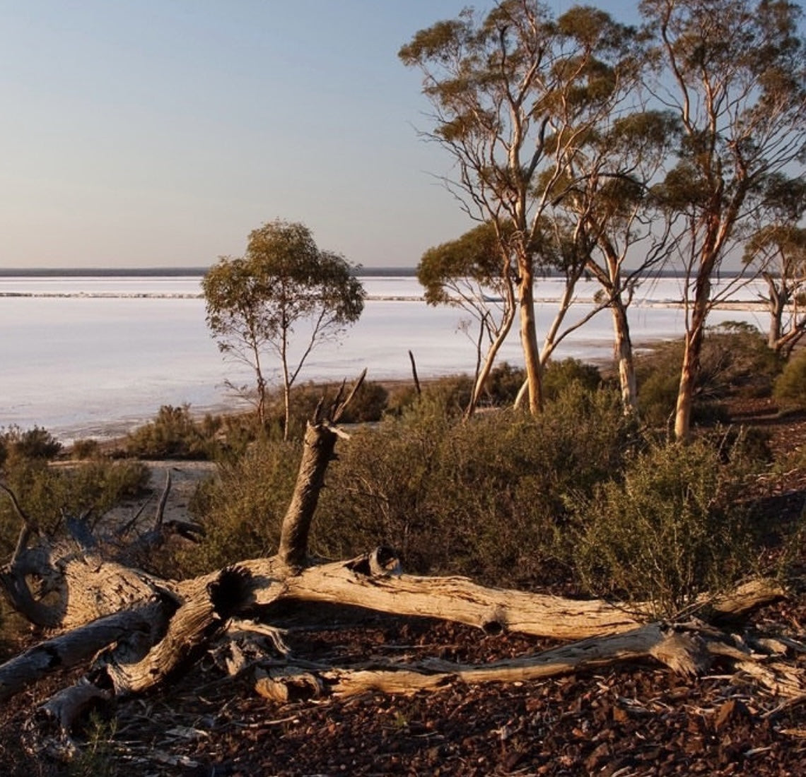 Eucalyptus trees overlooking pale mineral flats
